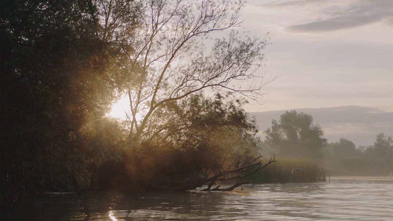Film De Biesbosch Natuur In Beweging