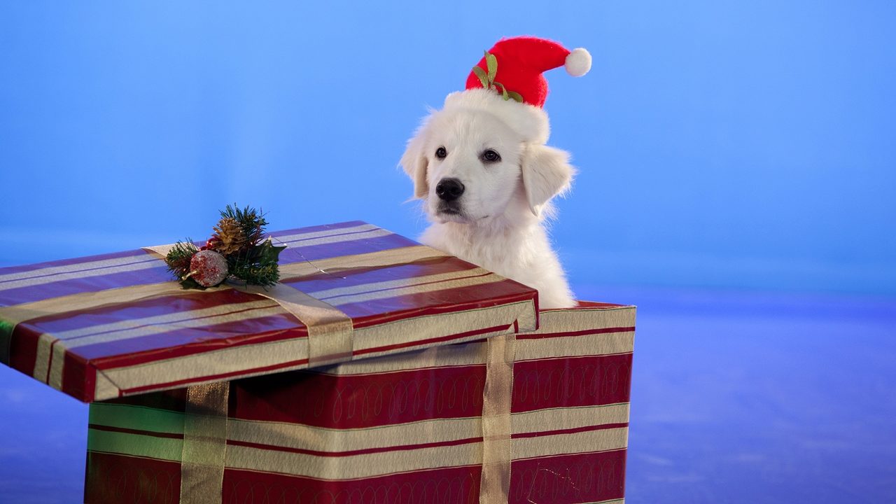 Santa Paws 2 The Santa Pups (NL) Pathé Thuis